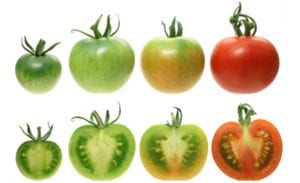 Various growth stages of a tomato with cross section cuts