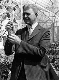 Dr. William Crocker studying a plant