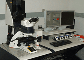 TCSSP5 Leica Confocal Microscope