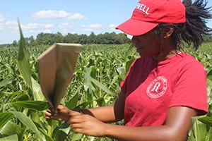 Cairo Archer encloses corn tassel during pollination process, photo by Patricia Waldron. 