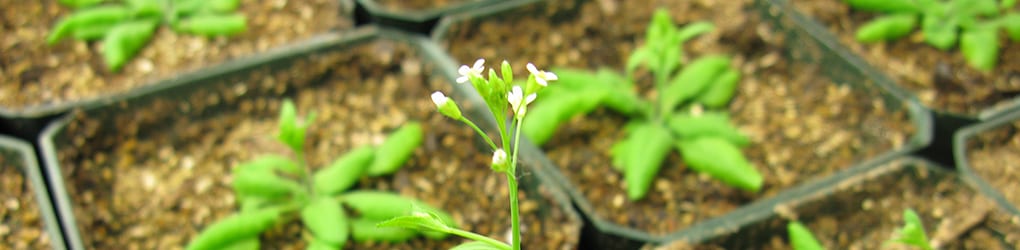 FEATURED-arabidopsis